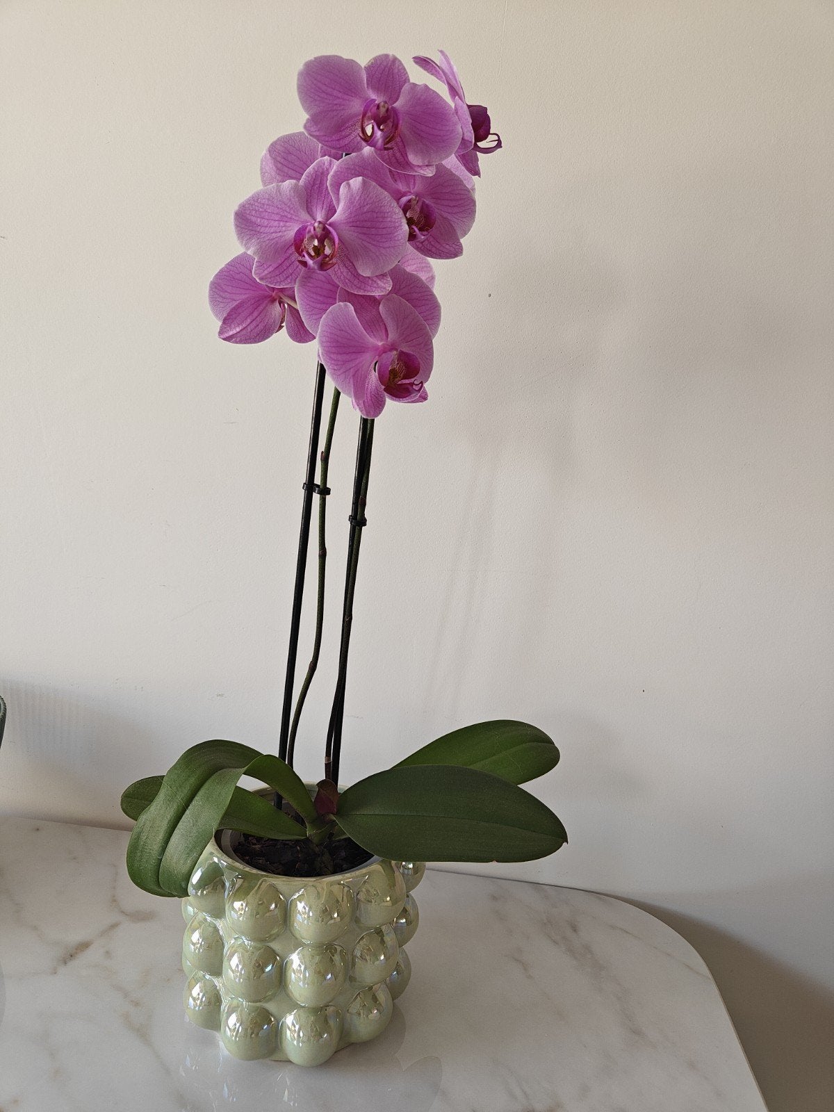 Prachtige roze Orchidee met pot, Vaste plant, Bloeit niet, Halfschaduw, Ophalen