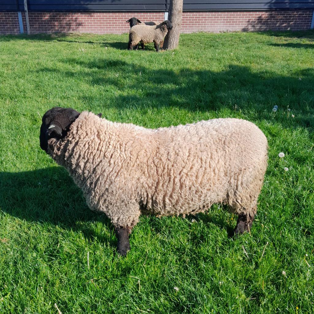 Suffolk rammen, Mannelijk, Schaap