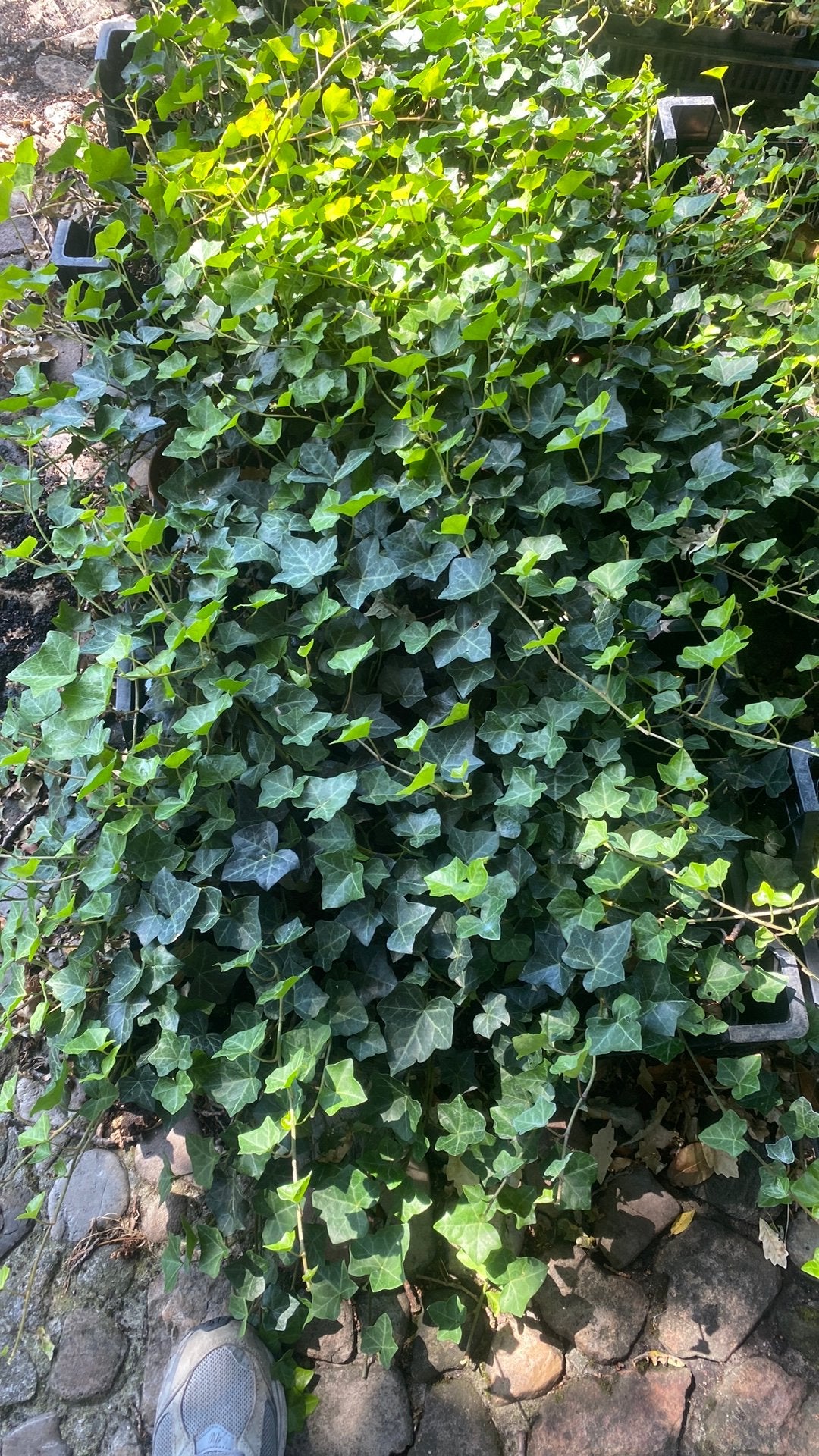 100 hedera hibernica, Ophalen, Bloeit niet, Klimplanten, Halfschaduw