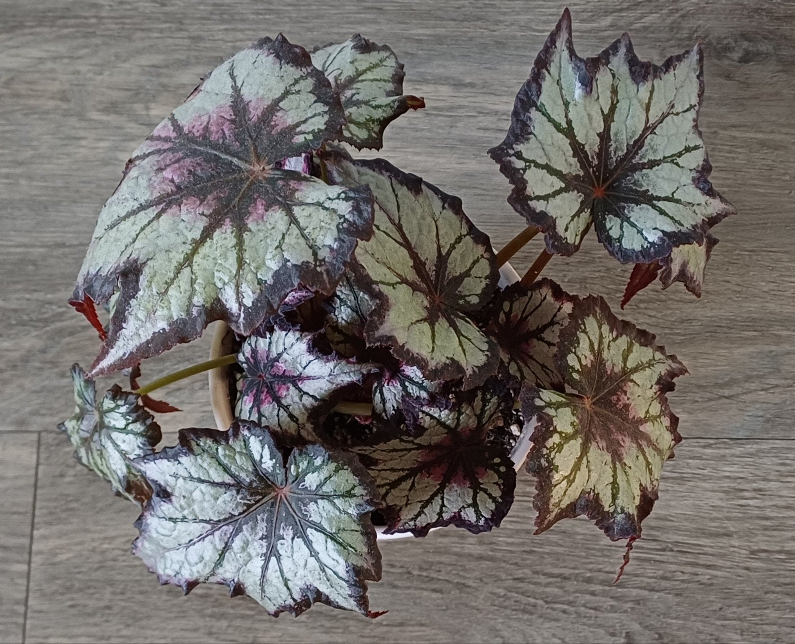 Mooie Begonia in leuke trendy sierpot.
Een mooie plant, Ophalen, Overige soorten, Halfschaduw, In pot
