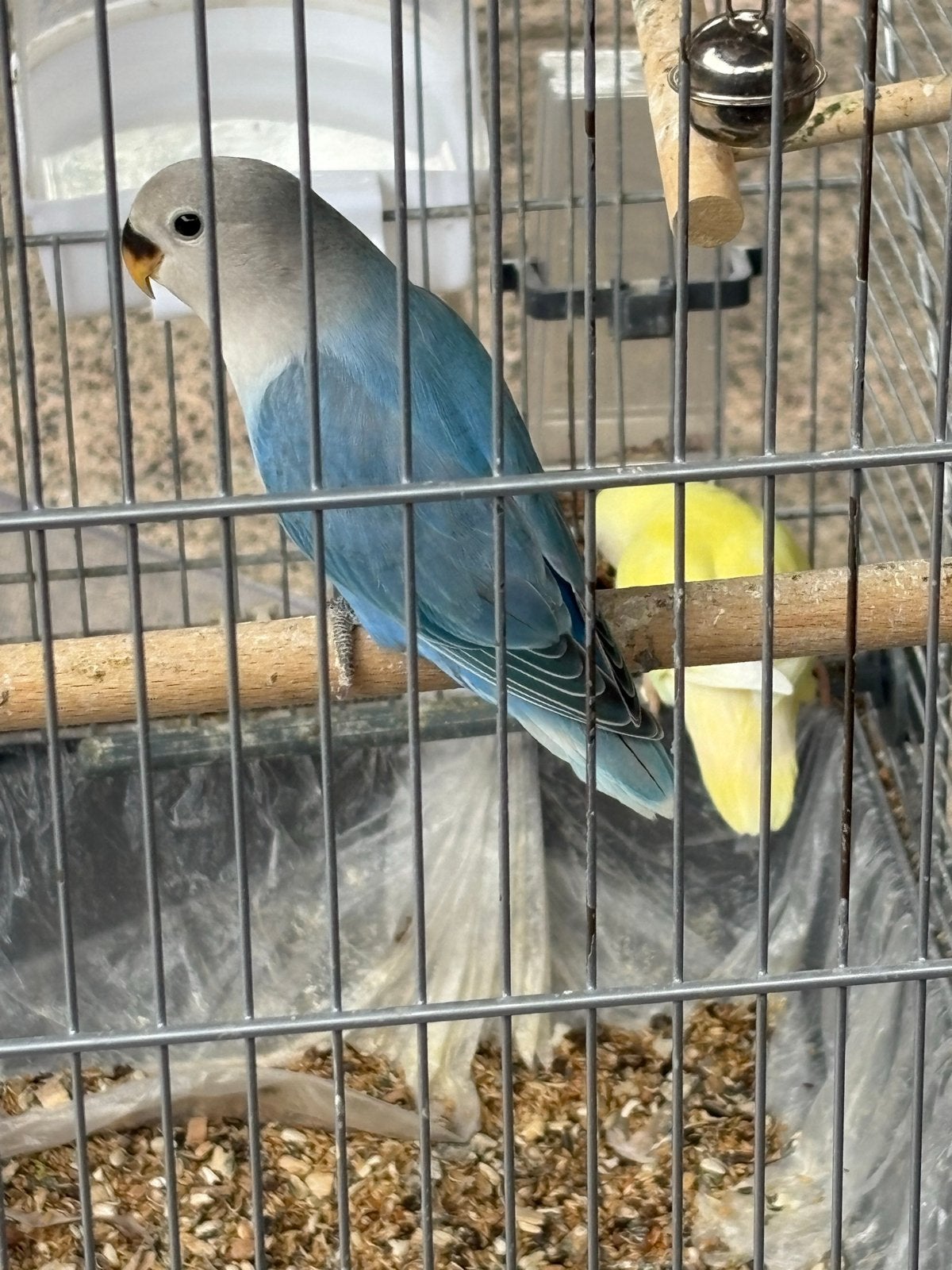 1 agapornis 6 week oud, Dieren en Toebehoren, Vogels | Parkieten en Papegaaien, Geslacht onbekend, Dwergpapegaai of Agapornis