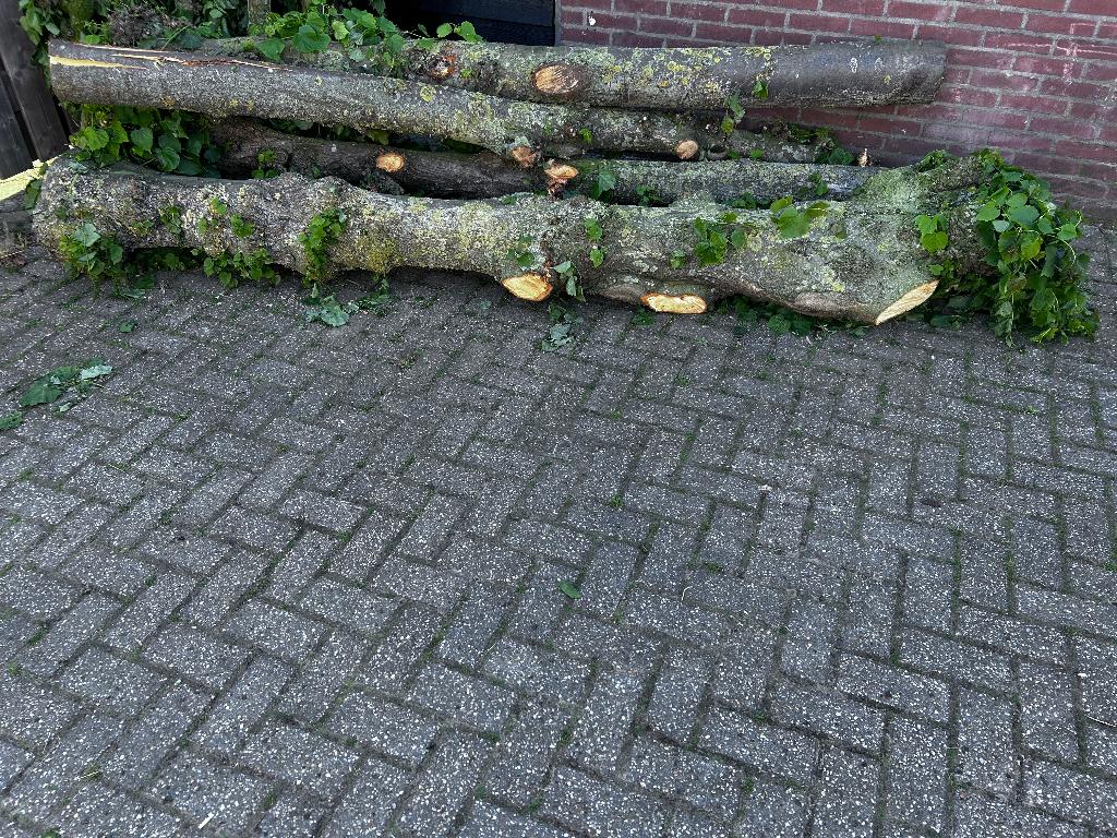 Haardhout kachelhout hout, 6 m³ of meer, Ophalen, Stammen