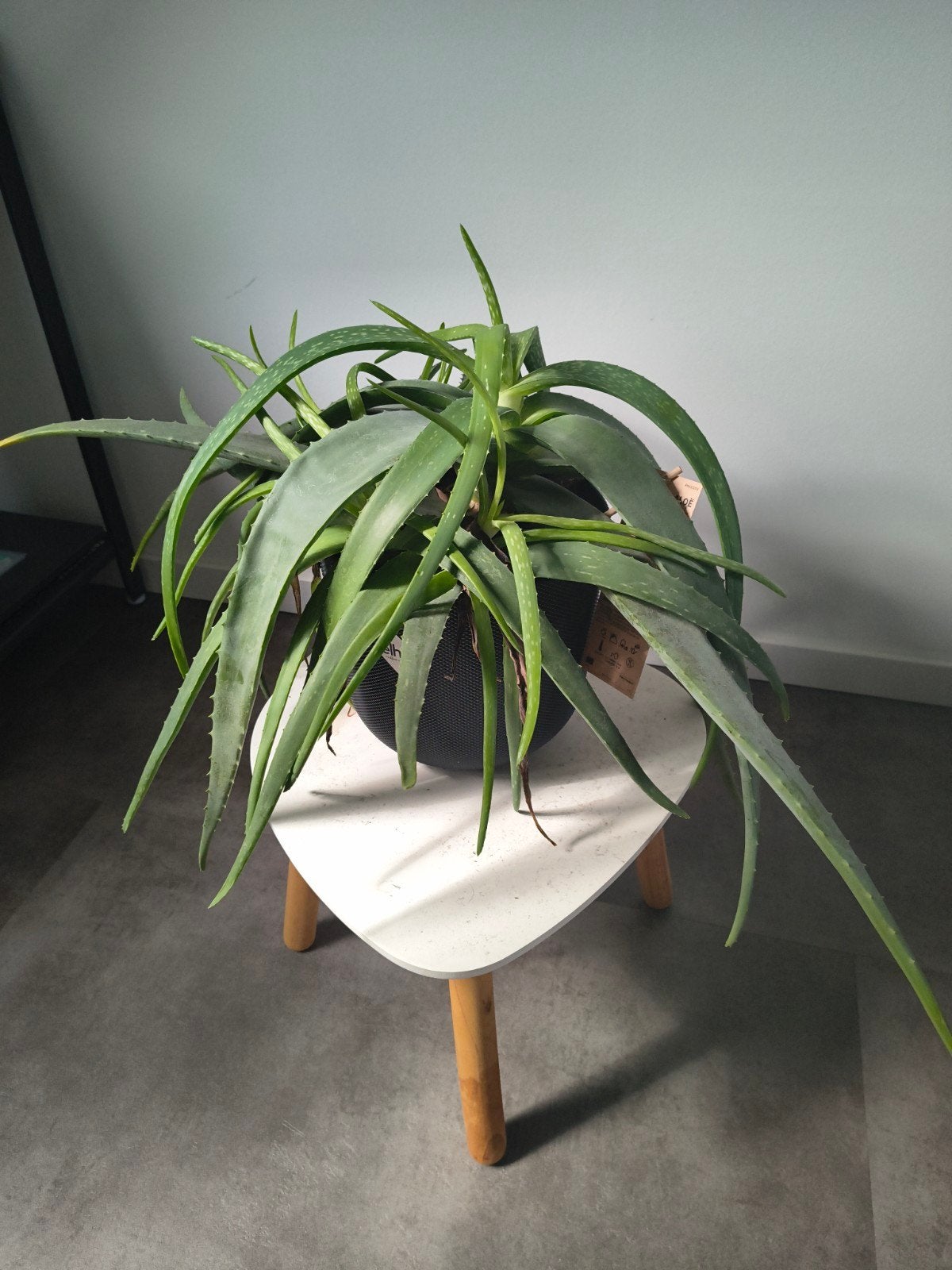 Aloë Vera plant met pot en eventueel tafeltje, Huis en Inrichting, Kamerplanten, Ophalen, Overige soorten