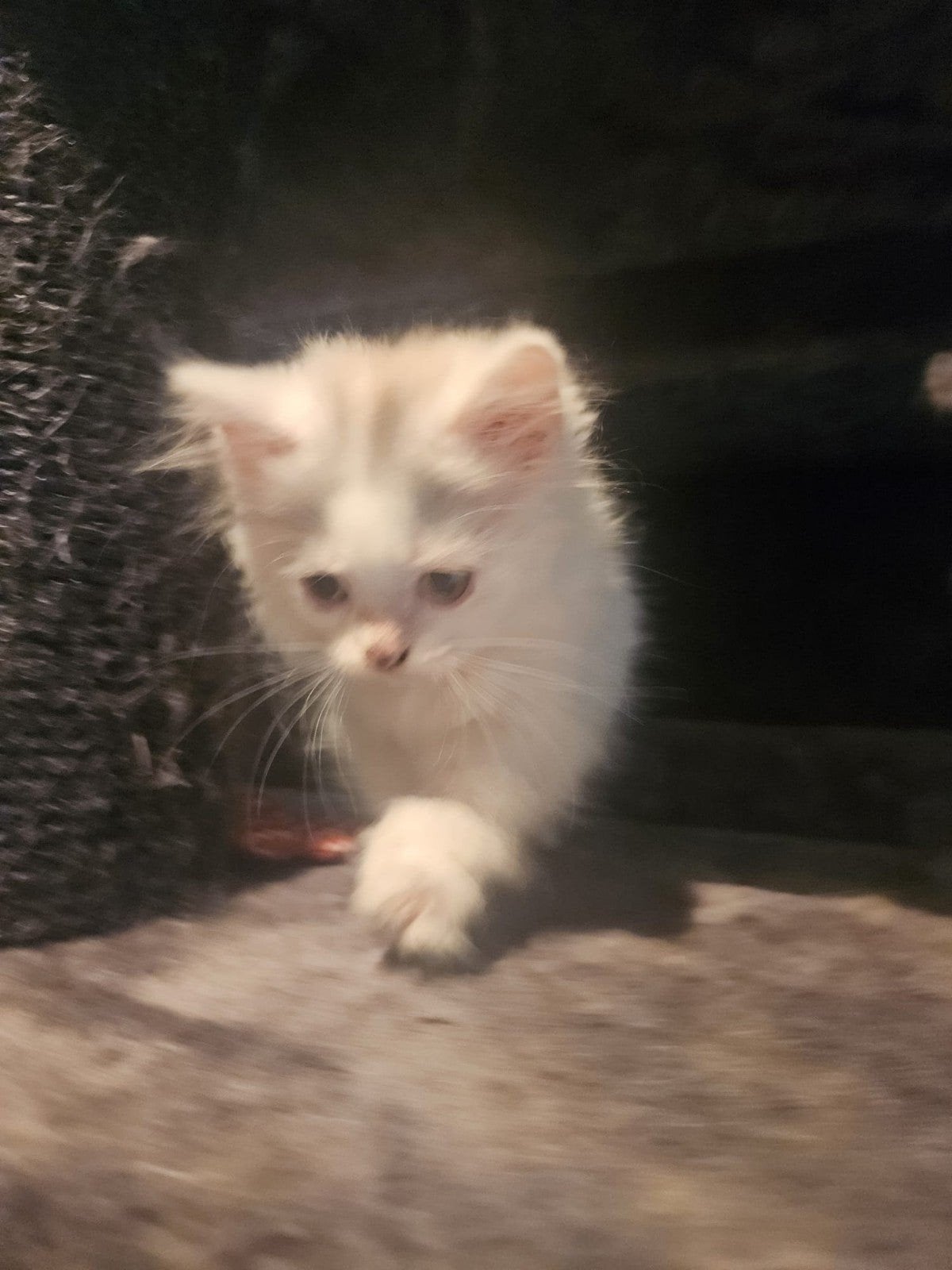 Brits / Britse korthaar kitten ♡, Ontwormd