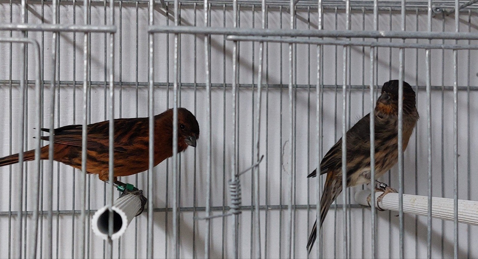 koppel zwart rood kanaries, Meerdere dieren