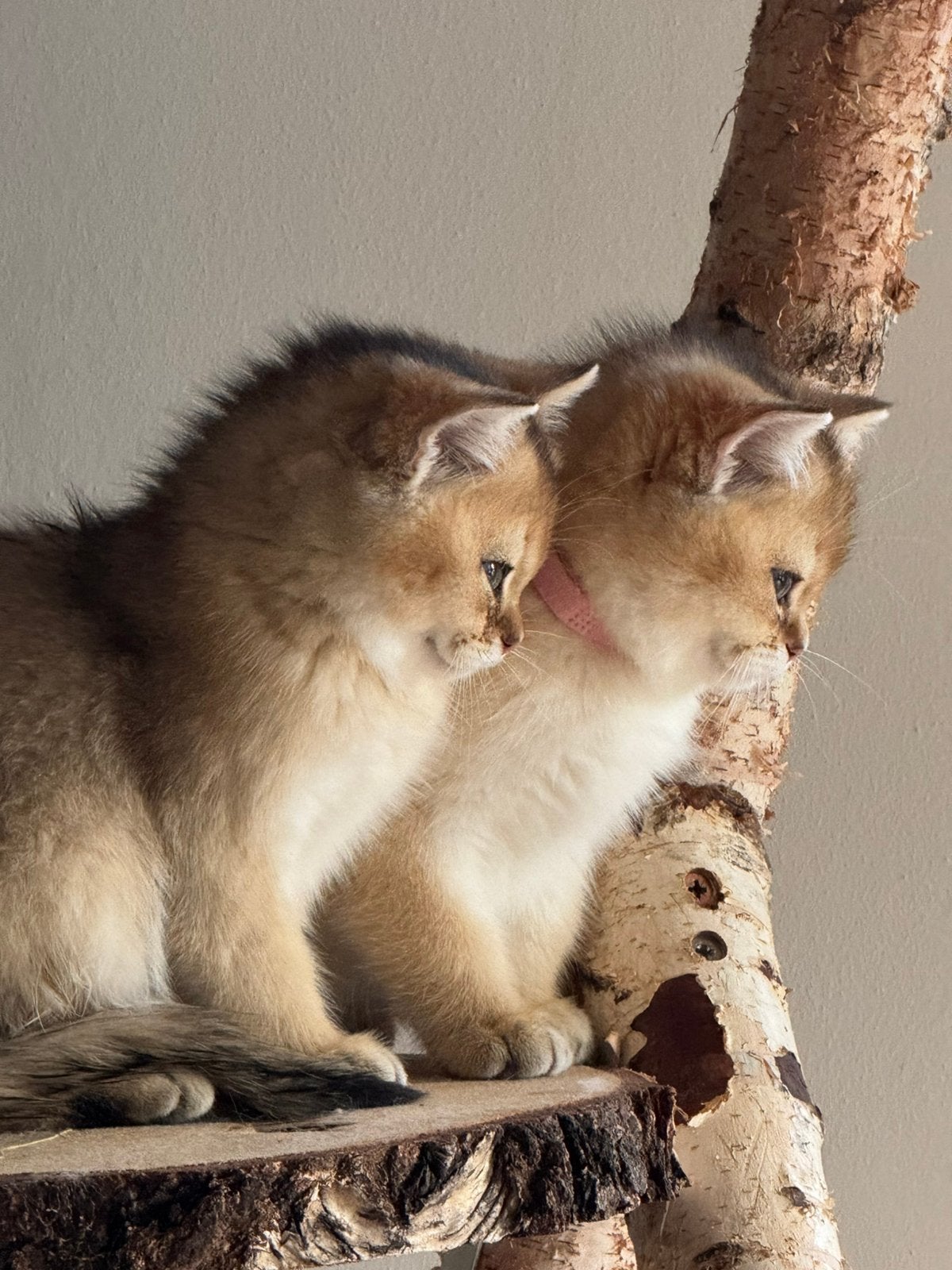 Britse korthaar golden shaded  KAMPIOENEN OUDERS, Kater, Met stamboom, 0 tot 2 jaar