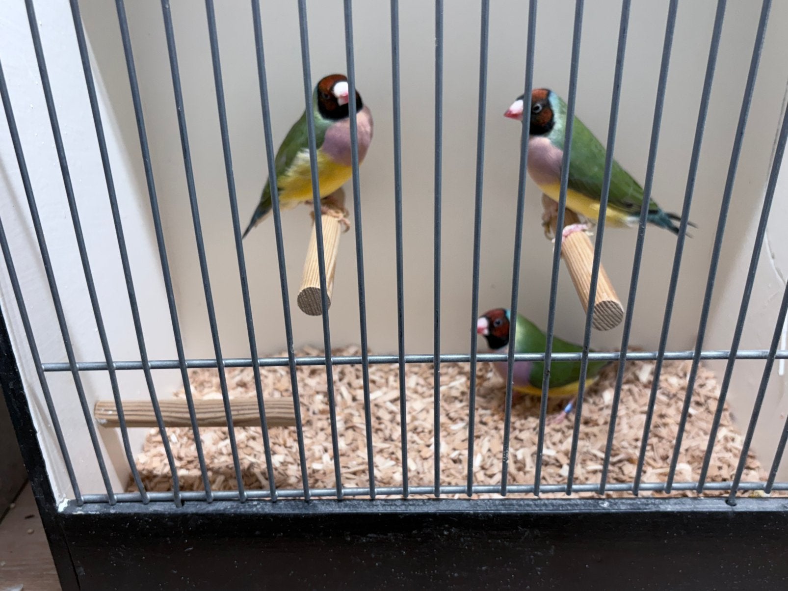 Gouldamadines, Meerdere dieren