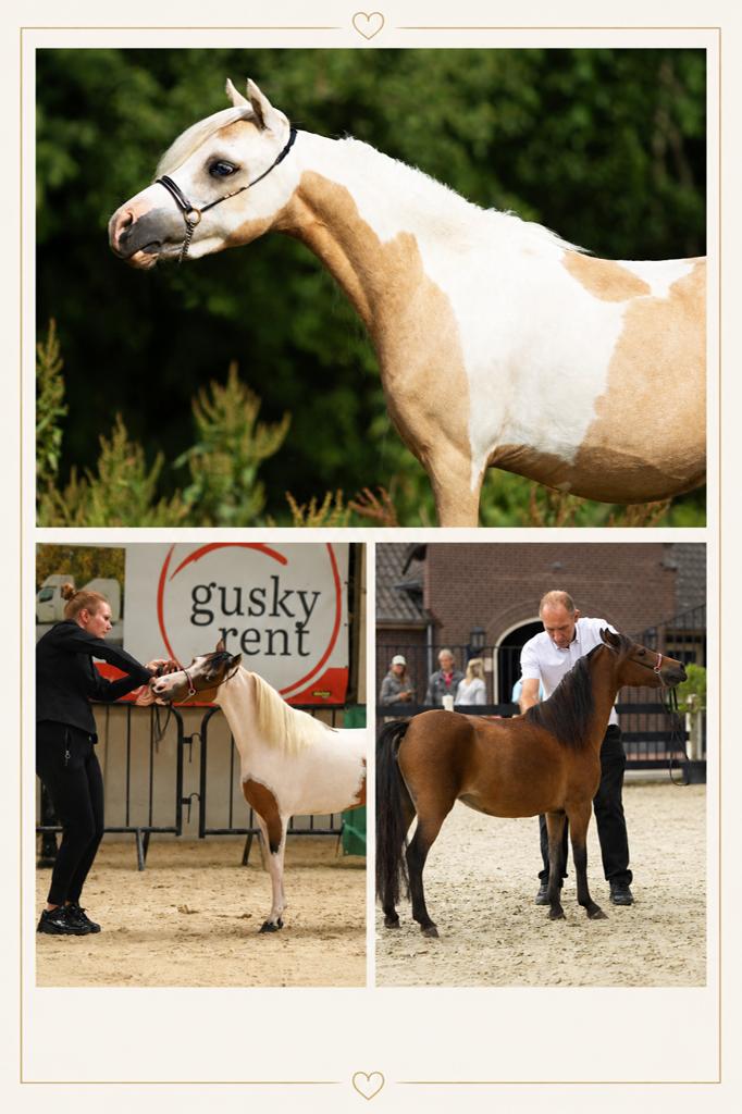 NMPRS merries, minipaarden, Dieren en Toebehoren, Merrie, Met stamboom, Niet van toepassing, 0 tot 2 jaar