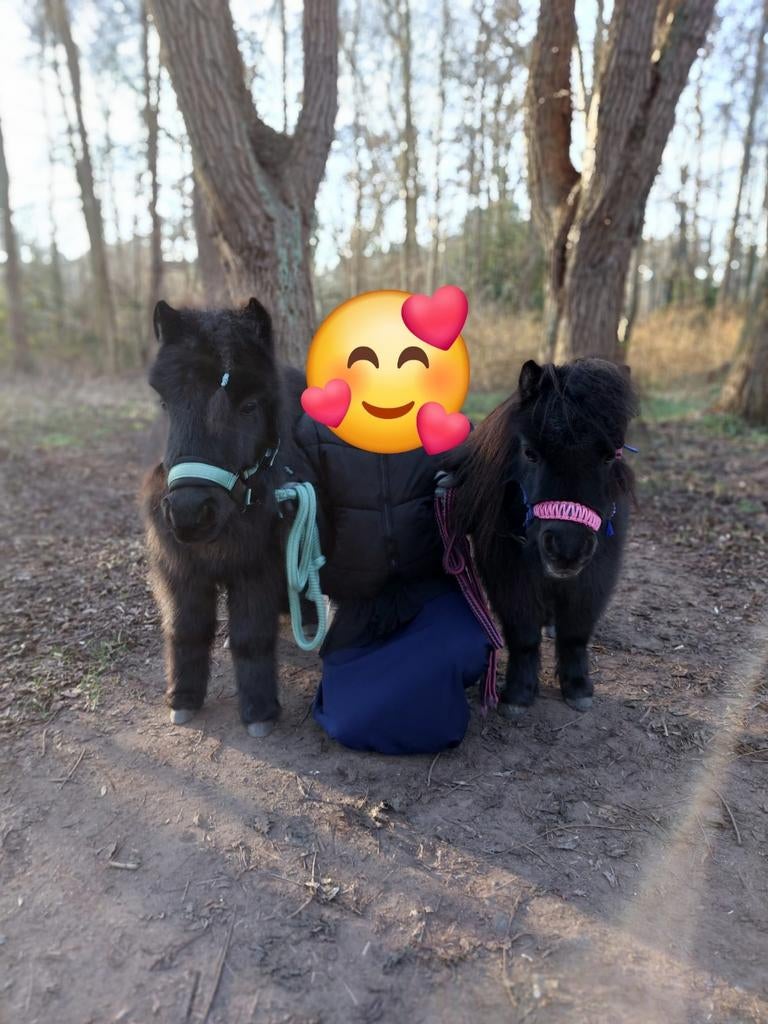 2 mini shets te koop (Shetlanders), Dieren en Toebehoren, Ophalen of Verzenden, Overige soorten