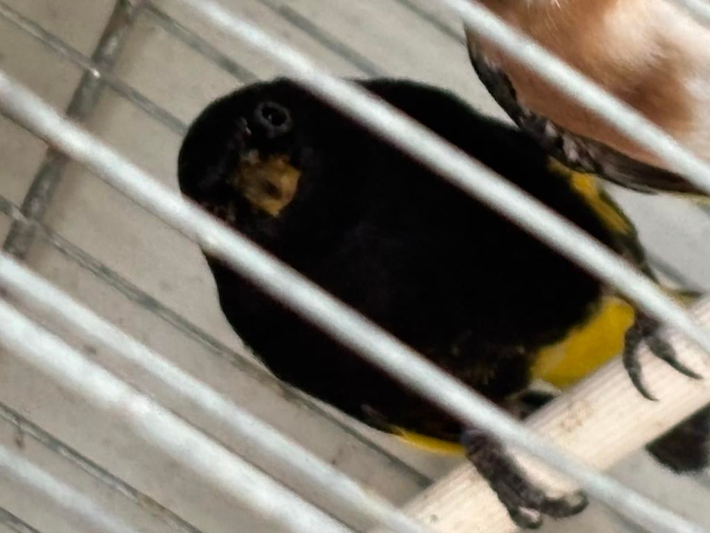 Zwartsijs man, Dieren en Toebehoren, Mannelijk, Wildzangvogel, Geringd