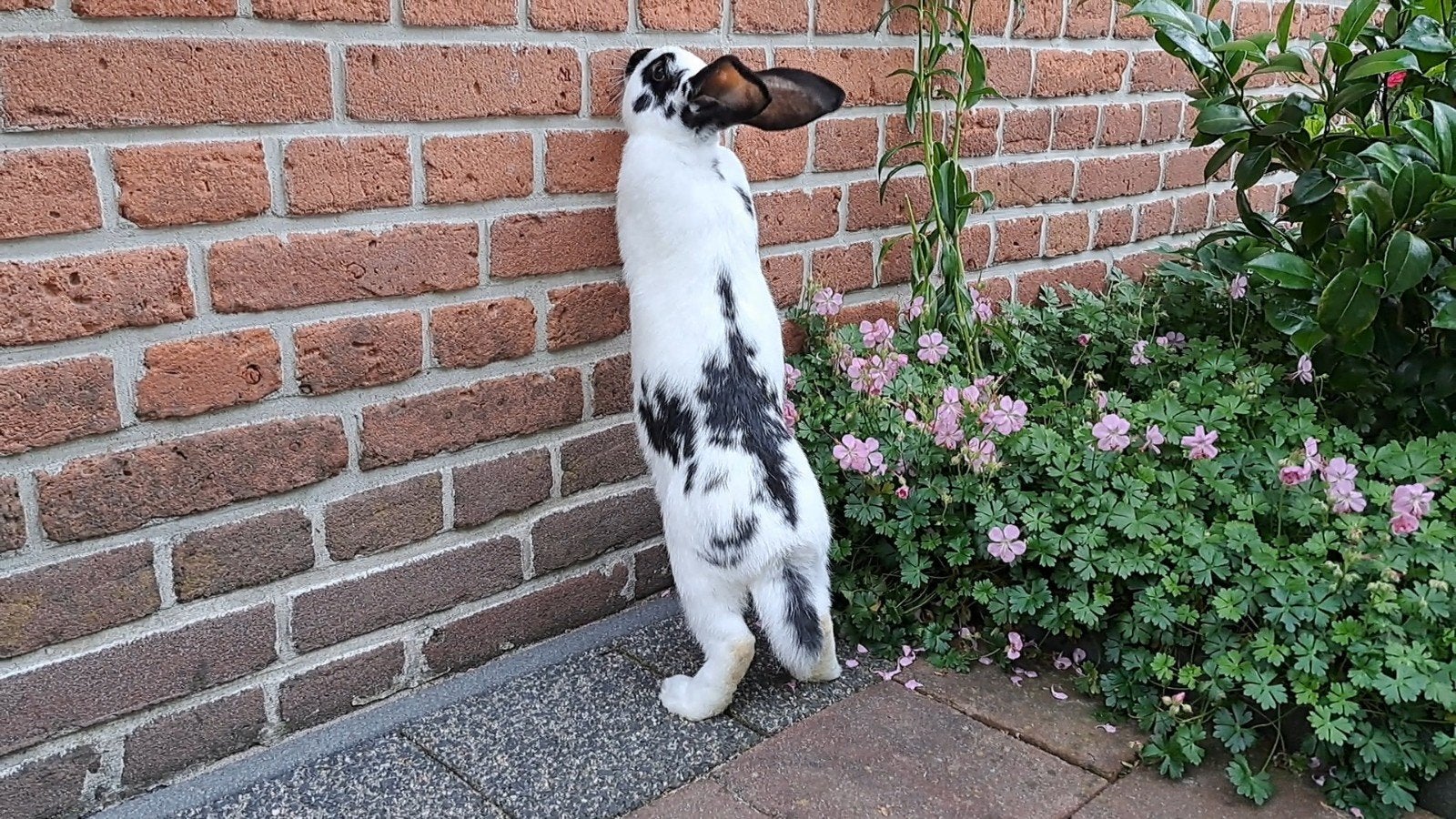 Nieuwsgierige, tamme, aanhankelijke voedster, 10 weken oud, Dieren en Toebehoren, Konijnen, Vrouwelijk, Middelgroot, 0 tot 2 jaar