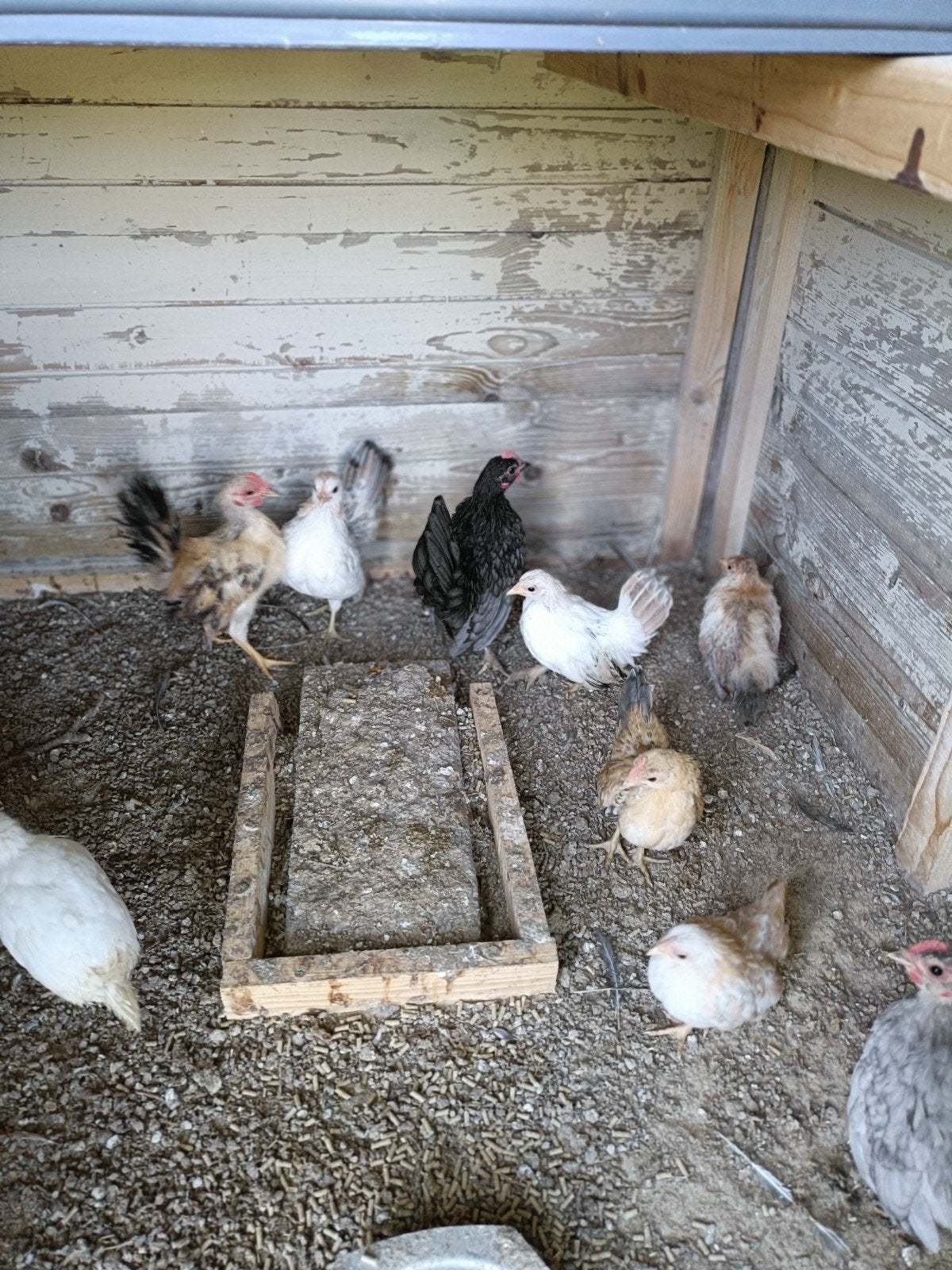diverse hennen, Dieren en Toebehoren, Pluimvee, Vrouwelijk, Kip