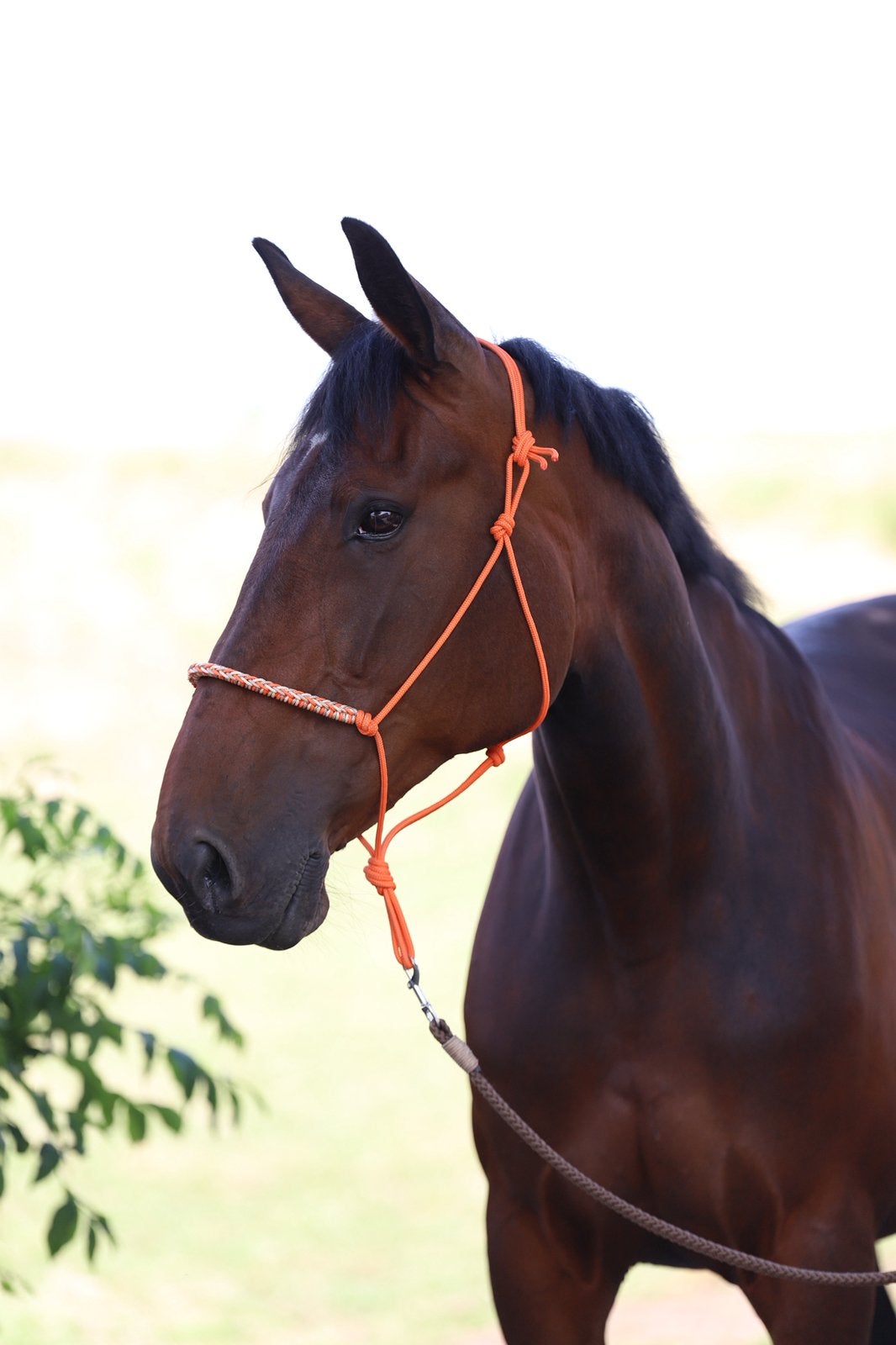 Oranje touw halster, Ophalen of Verzenden