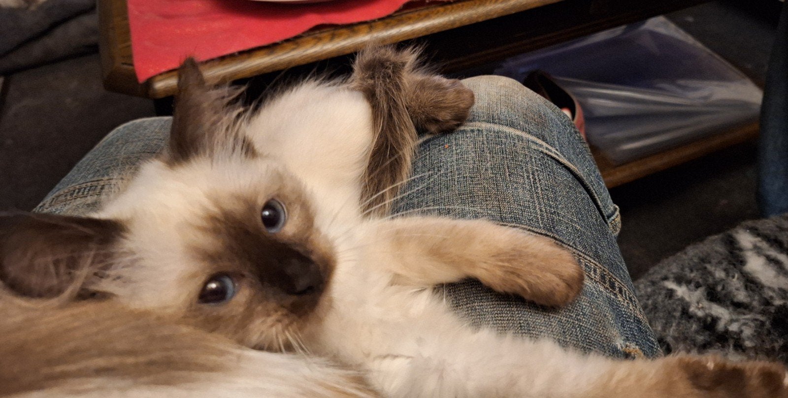 1 schitterende Ragdoll kitten met stamboom., Poes, Met stamboom, 0 tot 2 jaar