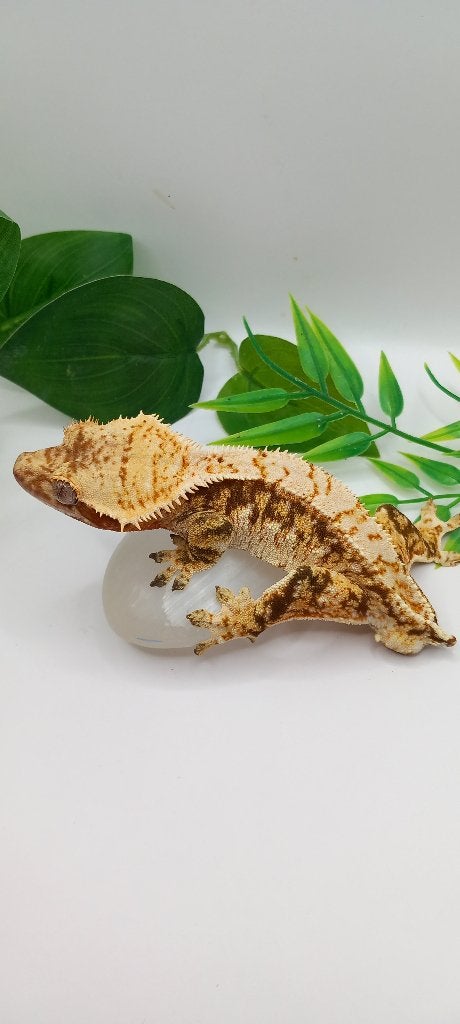 Bewezen Drippy Tricolor wimpergekko man, Hagedis, Tam, 3 tot 6 jaar