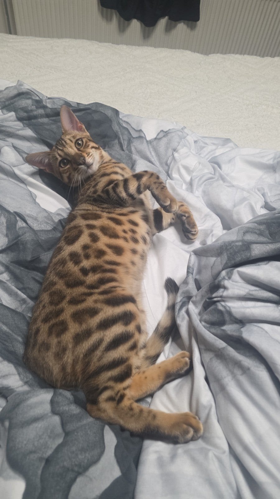 Bengaalse kater zoekt een liefdevol thuis, Kater