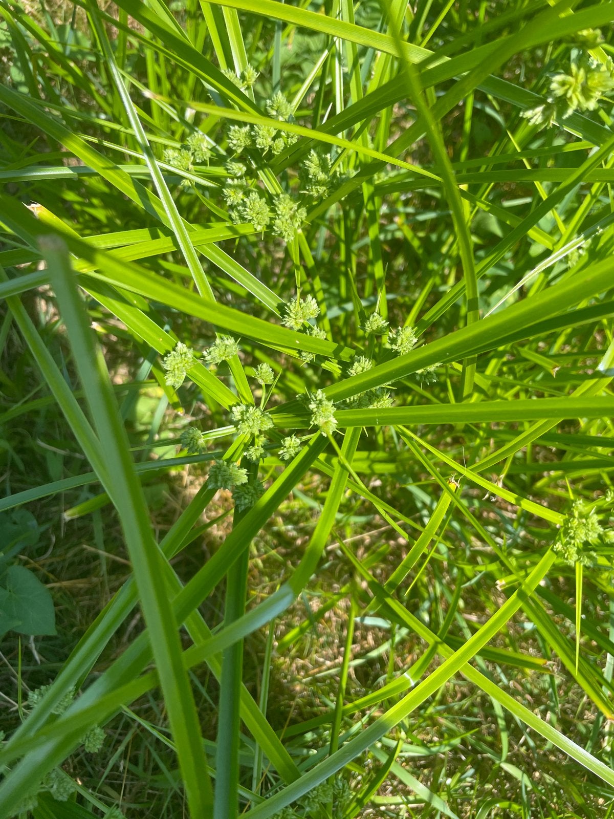 Cyperus alternifolius - Parapluplant voor waterzuivering, Ophalen, Volle zon, Vaste plant, Zomer