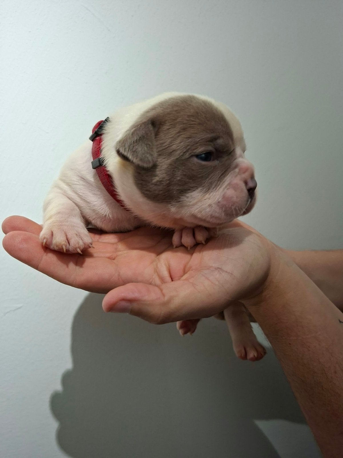 Amerikaanse Bulldog pups - Type Bully, Dieren en Toebehoren, Reu, 8 tot 15 weken, Bulldog, Meerdere