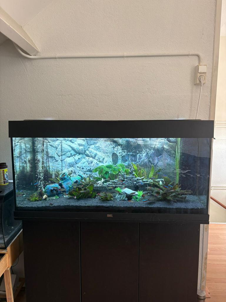 Juwel aquarium 180L, Dieren en Toebehoren, Ophalen, Gebruikt, Gevuld zoetwateraquarium, Inclusief toebehoren