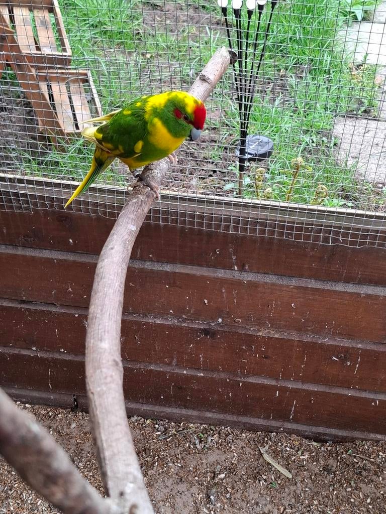Kakariki, Dieren en Toebehoren, Vogels | Parkieten en Papegaaien, Meerdere dieren, Parkiet