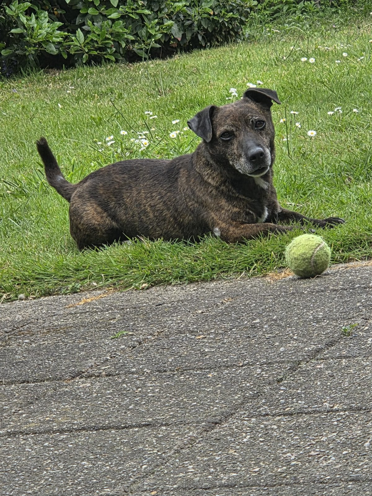 Lieve Jack Russel zoekt gouden mandje, Dieren en Toebehoren, 6 jaar of ouder, Jack Russell Terriër, Reu, Eén hond