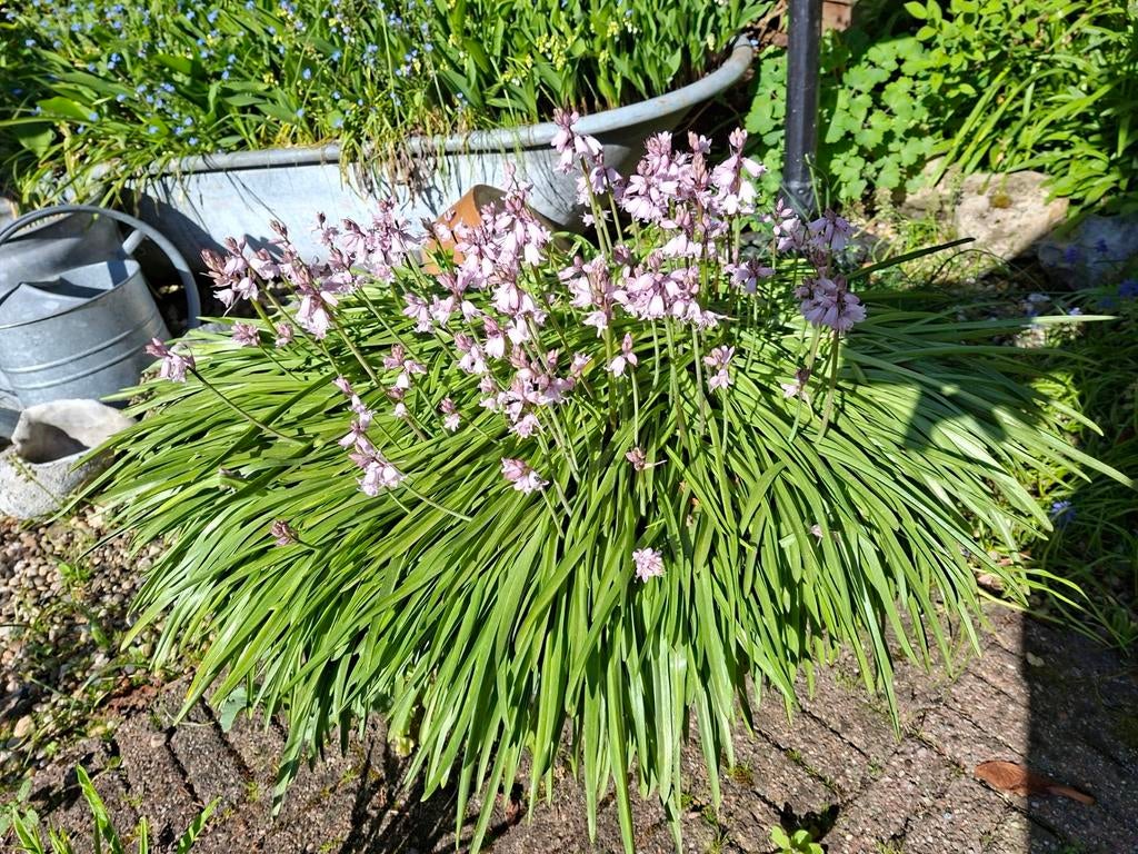 Bollen wilde hyacinth, Ophalen of Verzenden