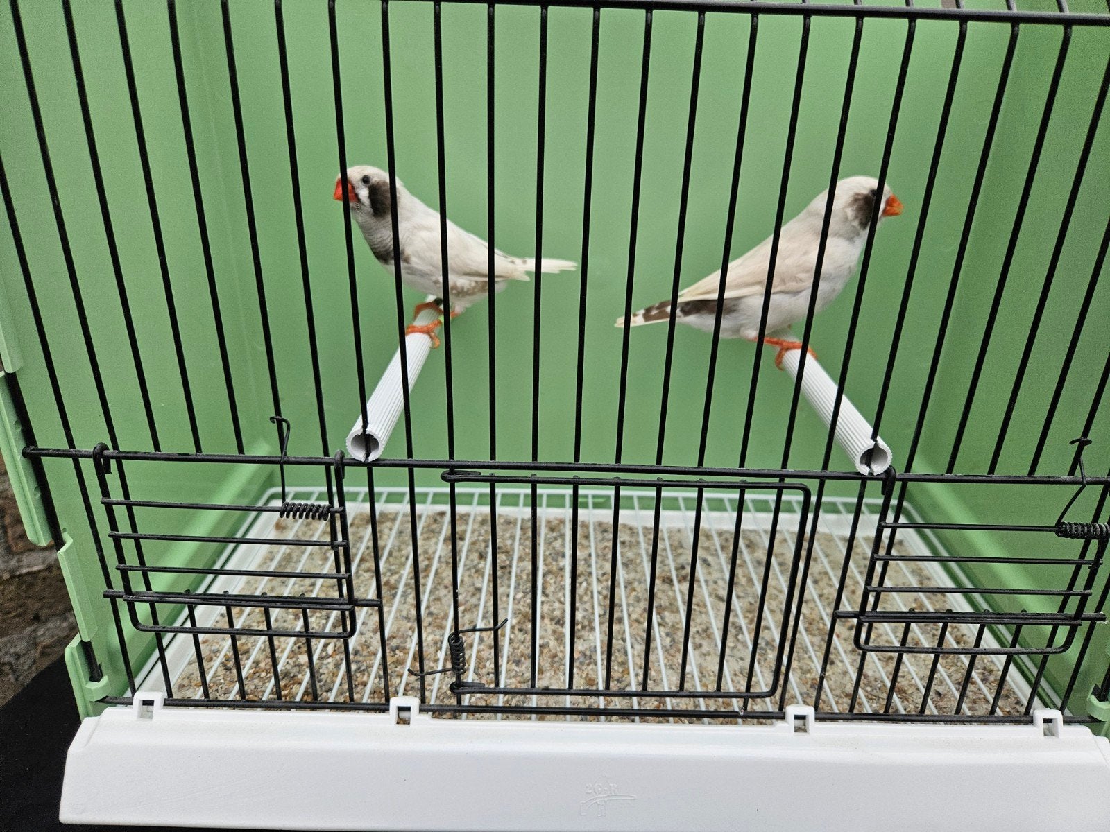 Koppel masker grijs zwartwang zebravink 2026, Dieren en Toebehoren, Meerdere dieren, Tropenvogel, Geringd