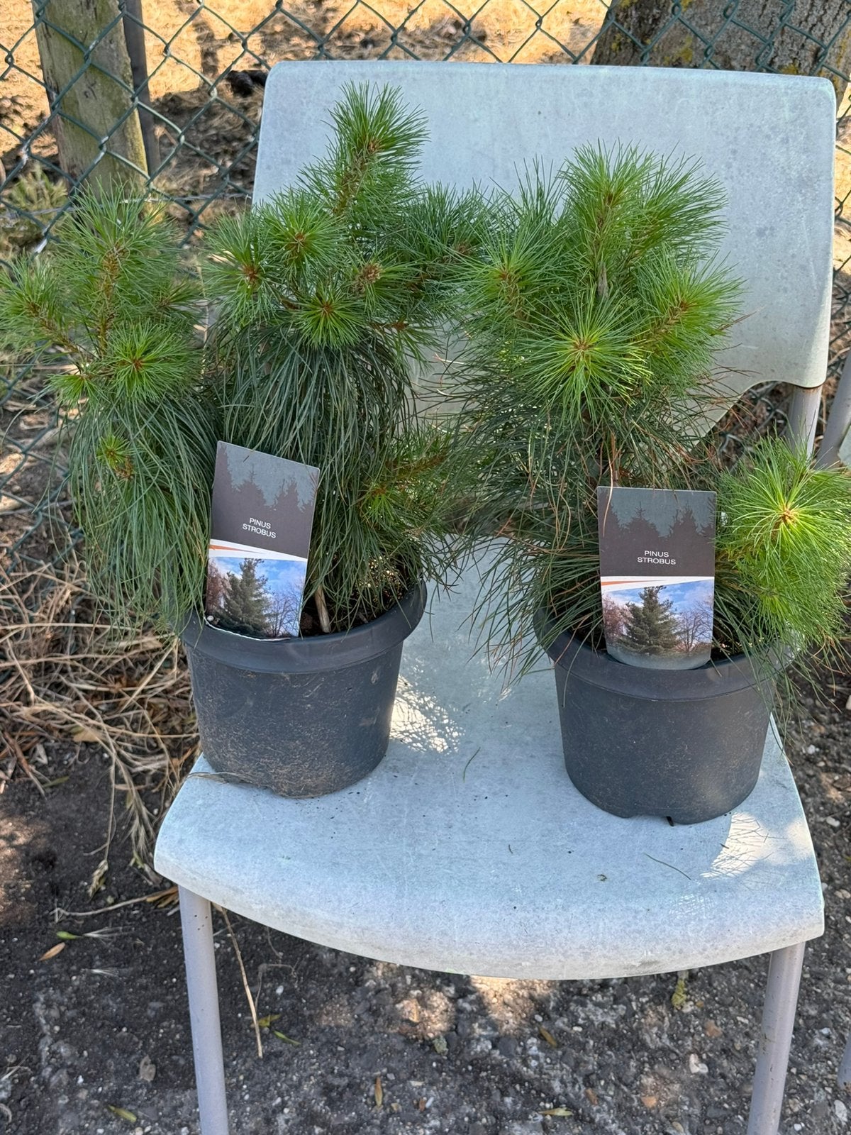 Pinus strobus  whymouthden hoog 25/30 langzaam groeiend, Bloeit niet, Overige soorten, Minder dan 100 cm, Ophalen