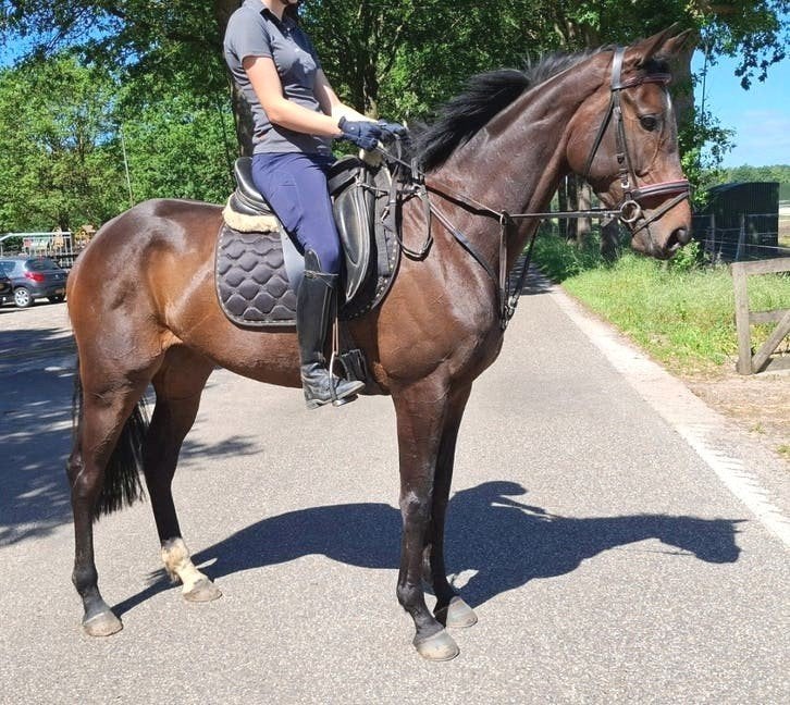 Superbrave 5 jr allrounder 1,67 (recr-manege-sport), Dieren en Toebehoren, Paarden, Merrie, 3 tot 6 jaar, Met stamboom, B