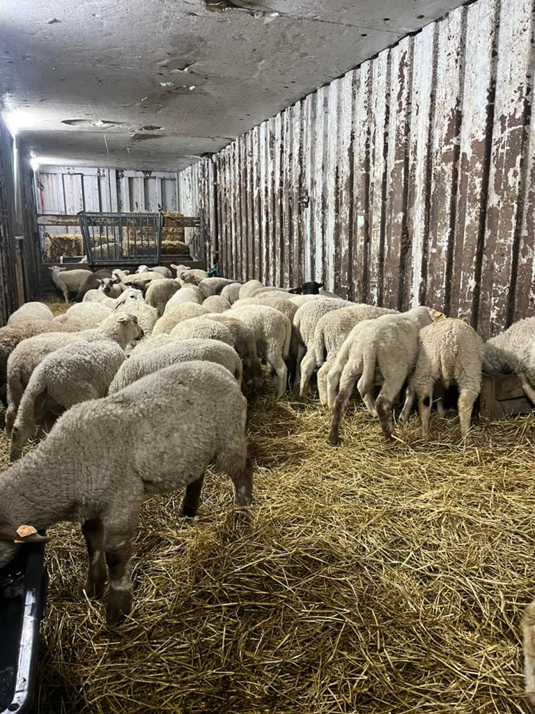 Weide rammen, Dieren en Toebehoren, Schapen, Geiten en Varkens, Mannelijk, Schaap