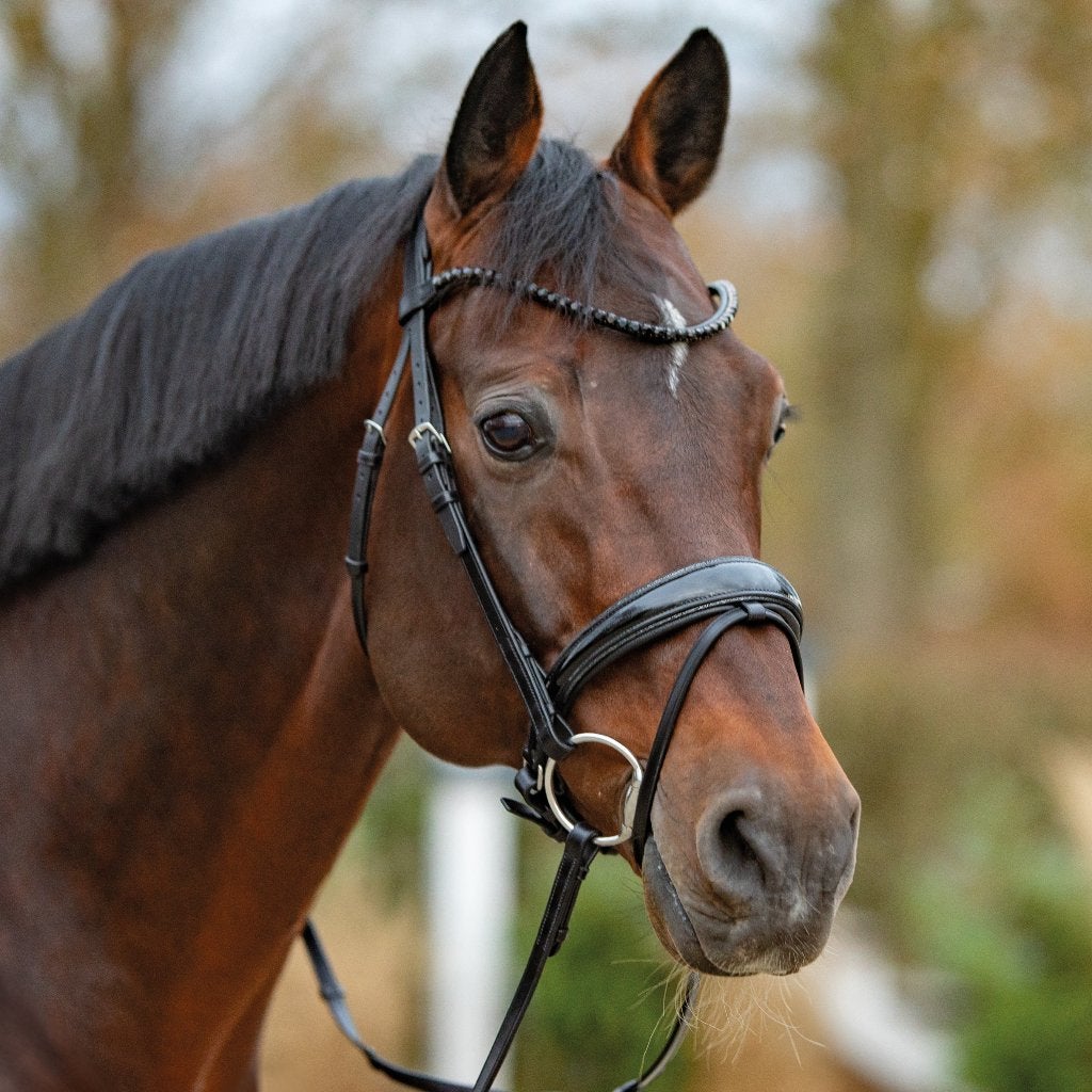 Passier Noblesse Hoofdstel, Cob en Full, Hoofdstel, Inclusief teugels, Nieuw, Ophalen of Verzenden