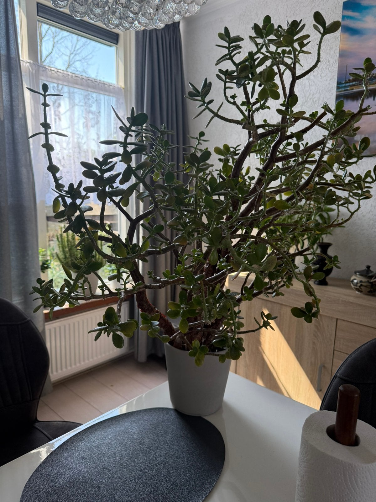 Vetplant ca 60cm hoog - crassula, Ophalen, Halfschaduw, Minder dan 100 cm