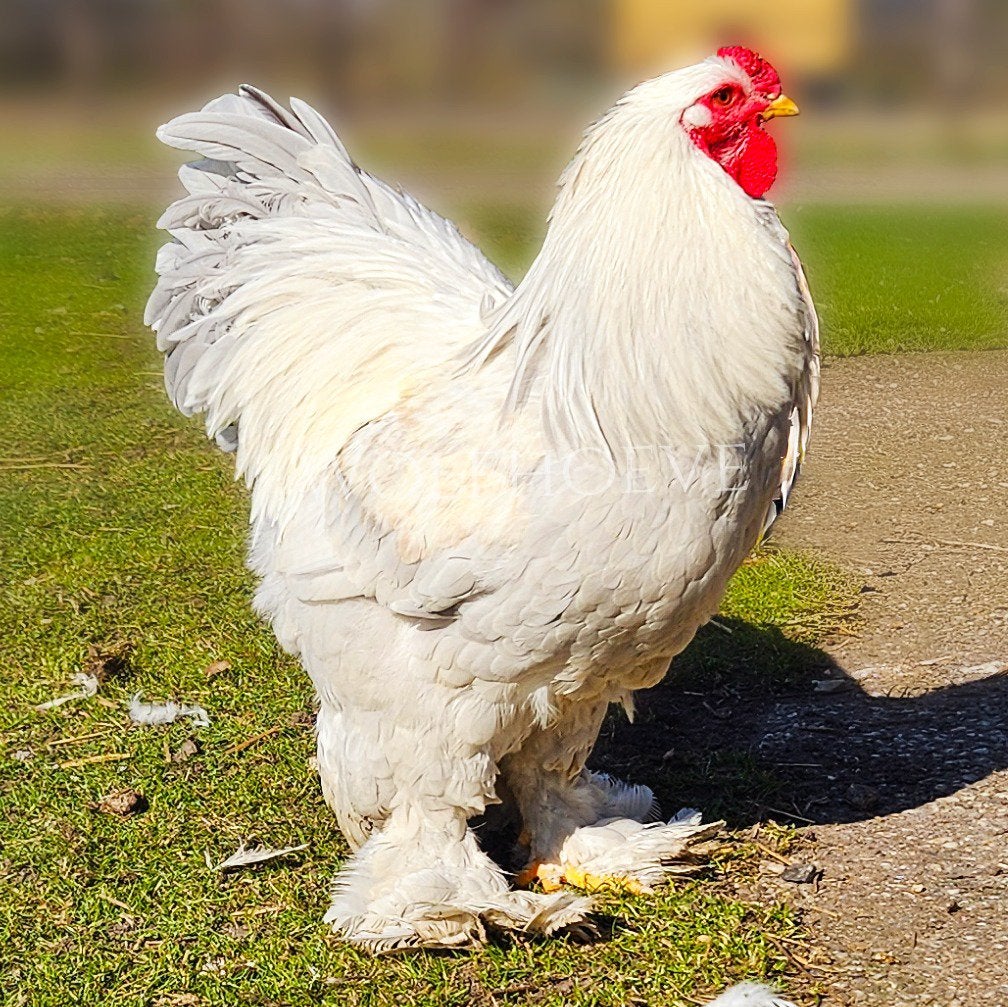 Brahma grote variant hanen te koop, Mannelijk, Kip