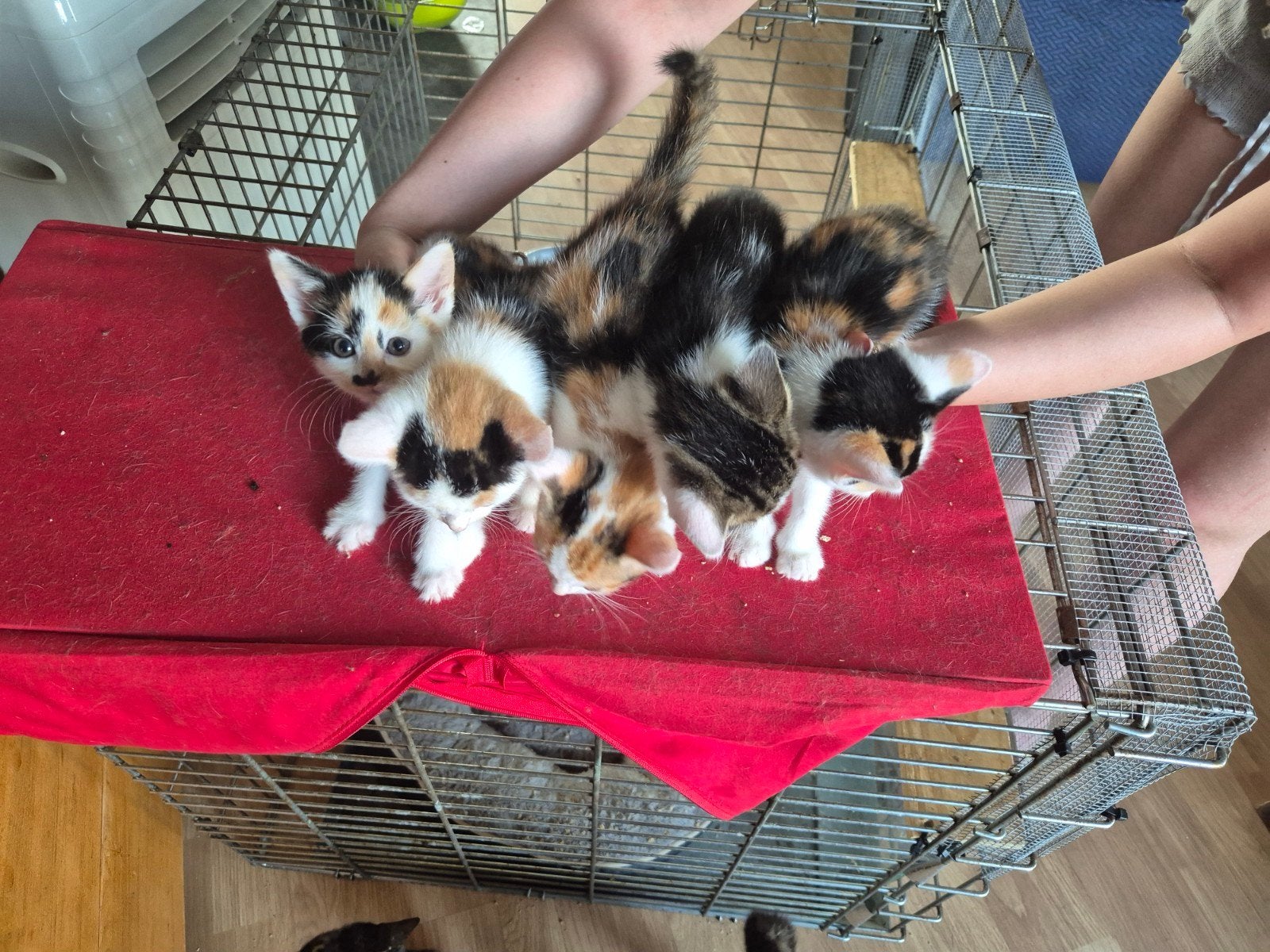 Kitten, Meerdere dieren, Kortharig, 0 tot 2 jaar