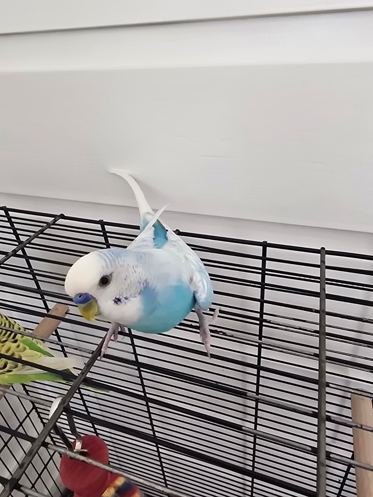 2 grasparkietjes met kooi, Meerdere dieren, Parkiet, Tam