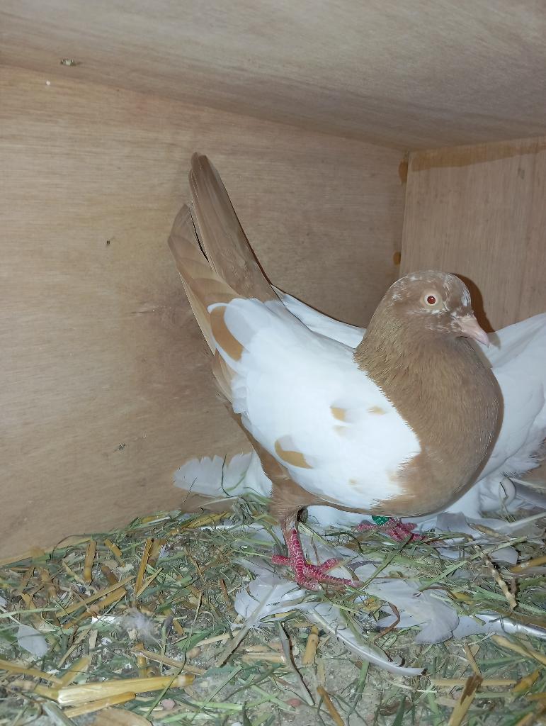 Nederlandse hoogvlieger vliegtype, Meerdere dieren, Overige soorten