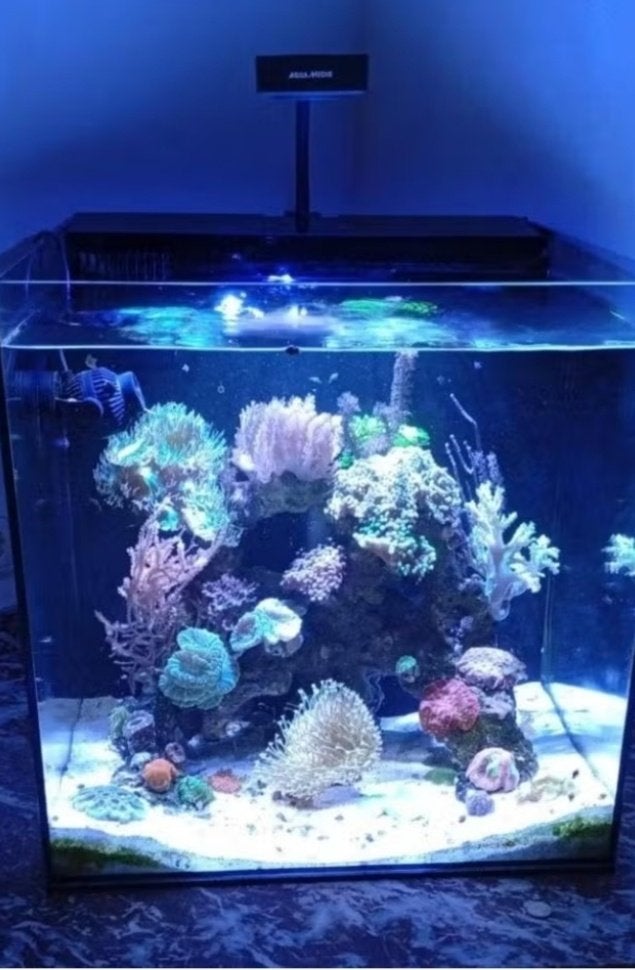 Zeeaquarium, Dieren en Toebehoren, Ophalen of Verzenden, Zo goed als nieuw, Gevuld zeewateraquarium