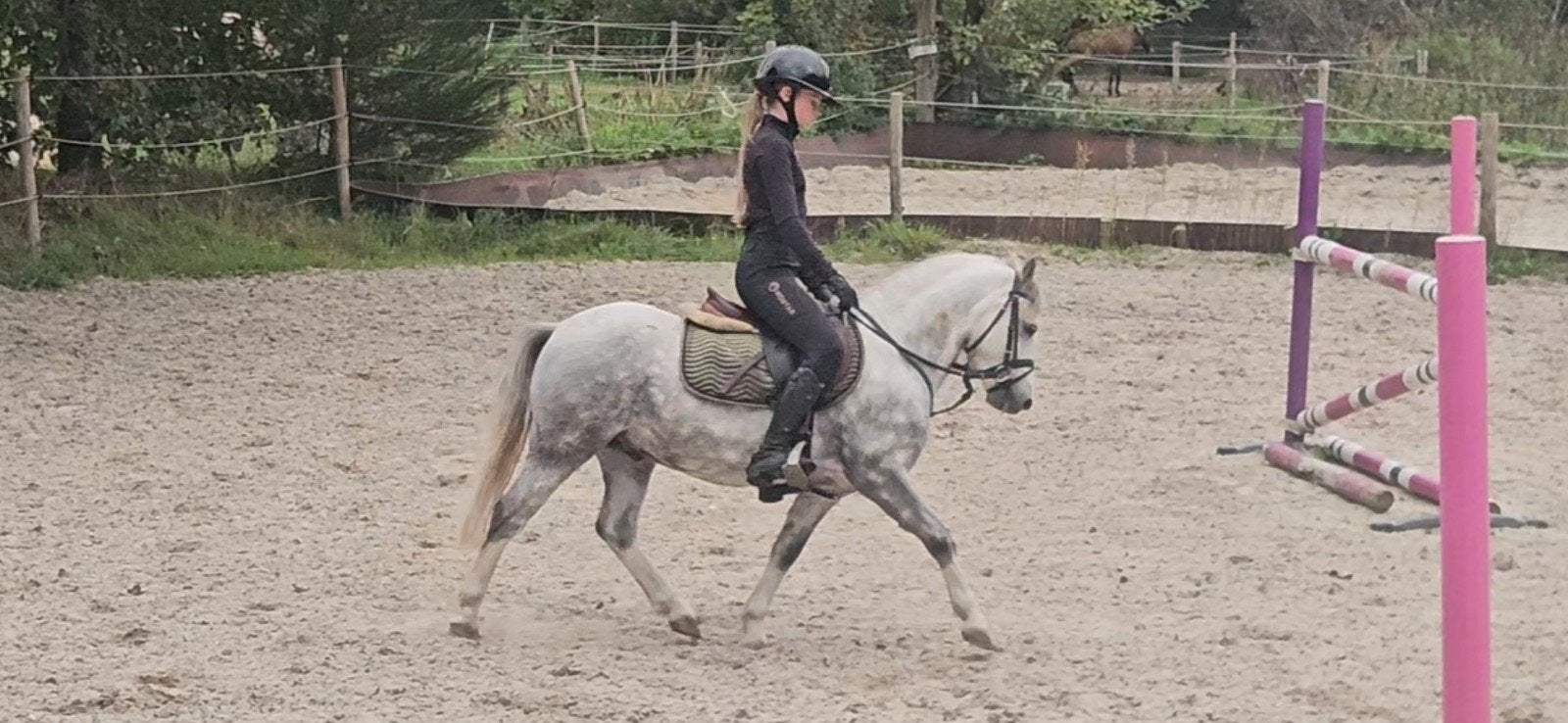 Lieve B welshpony ruin, Met stamboom, B, Ruin, 3 tot 6 jaar