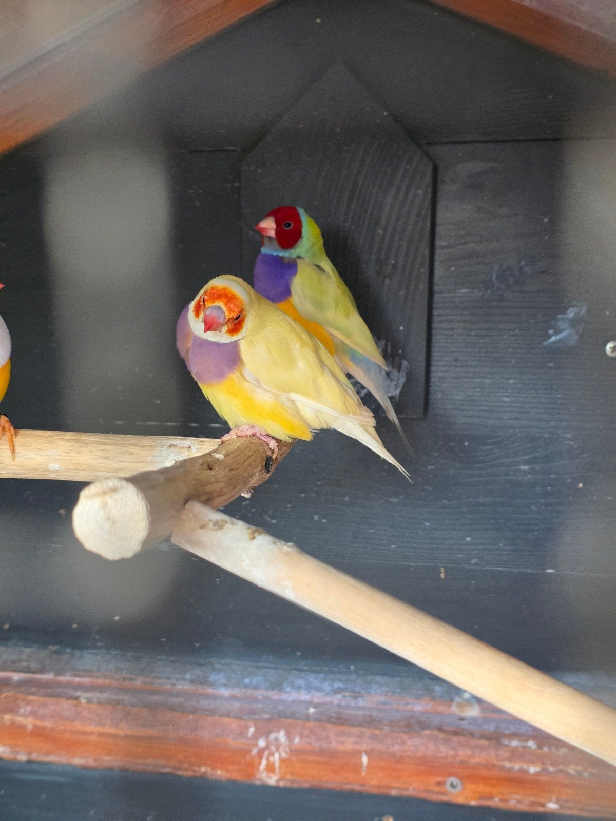 koppel gouldamadines 2024 gele pop pastel groene man roodkop, Dieren en Toebehoren, Meerdere dieren, Tropenvogel, Geringd