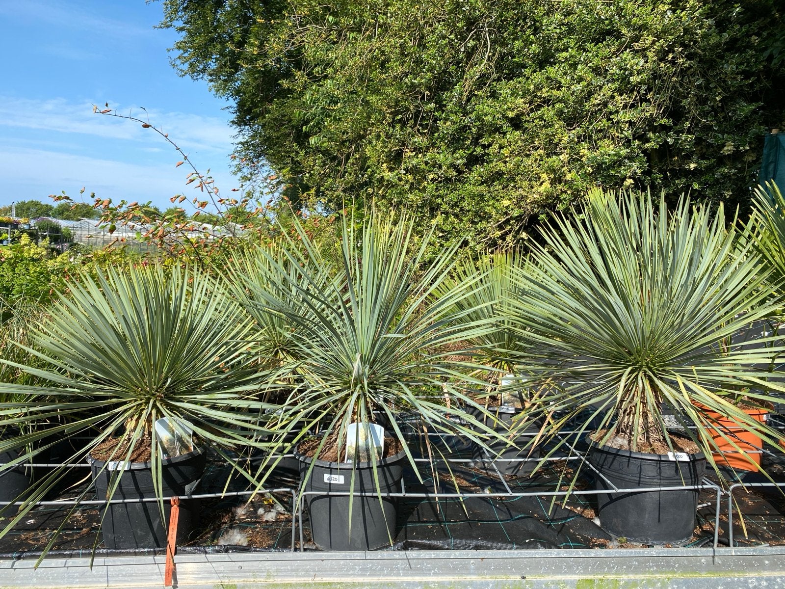 Yucca Rostrata 'Blue Swan' - Winterharde Palmlelie, Volle zon, Vaste plant, Zomer, Ophalen