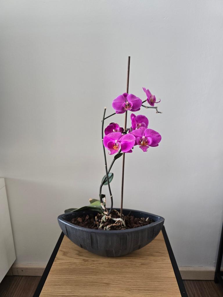 Prachtige paarse orchidee in stijlvolle pot, Tuin en Terras, Planten | Tuinplanten, Ophalen of Verzenden, Overige soorten, Volle zon