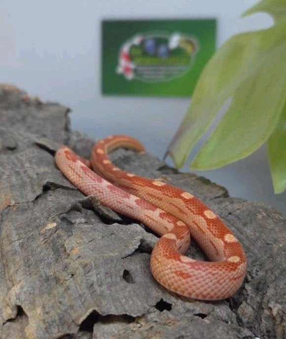 Rattenslang Rat Snake photo 3