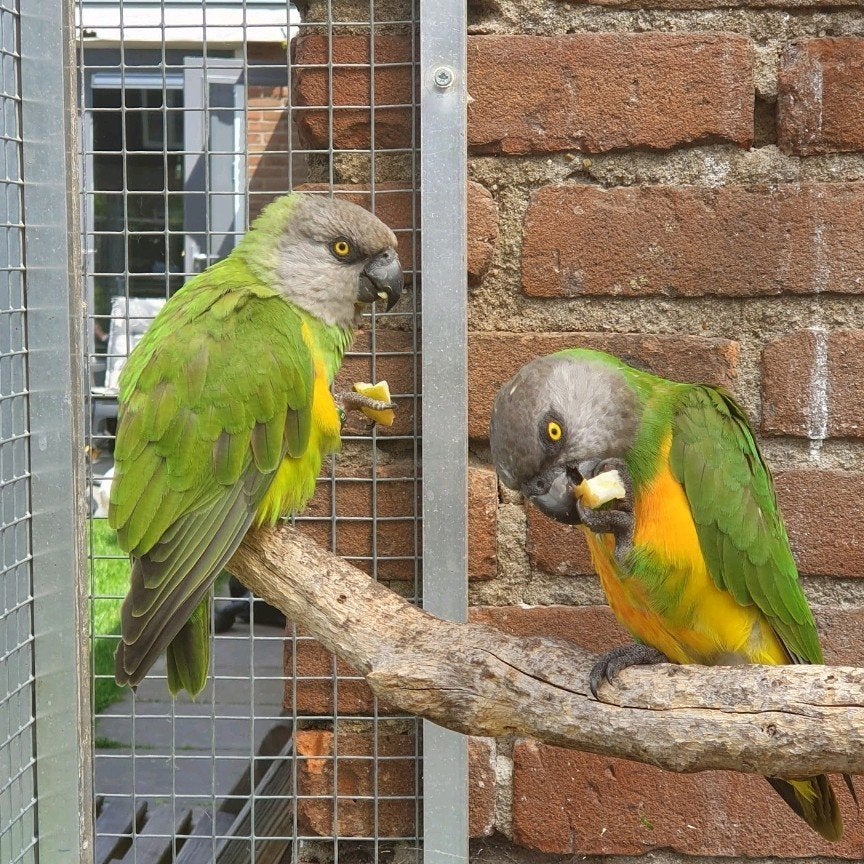 Prachtig koppel bonte boeren, Dieren en Toebehoren, Vogels | Parkieten en Papegaaien, Meerdere dieren, Papegaai, Geringd