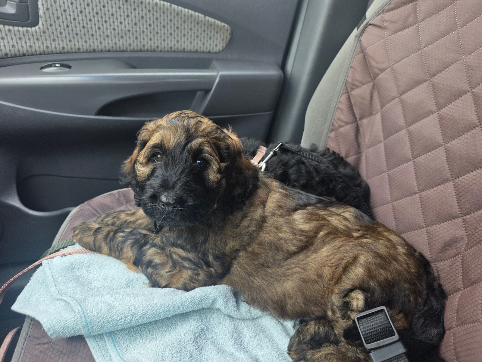 NOG ÉÉN ZELDZAME BRINDLE  labradoodle beschikbaar, 8 tot 15 weken, Meerdere, Meerdere dieren, CDV (hondenziekte)