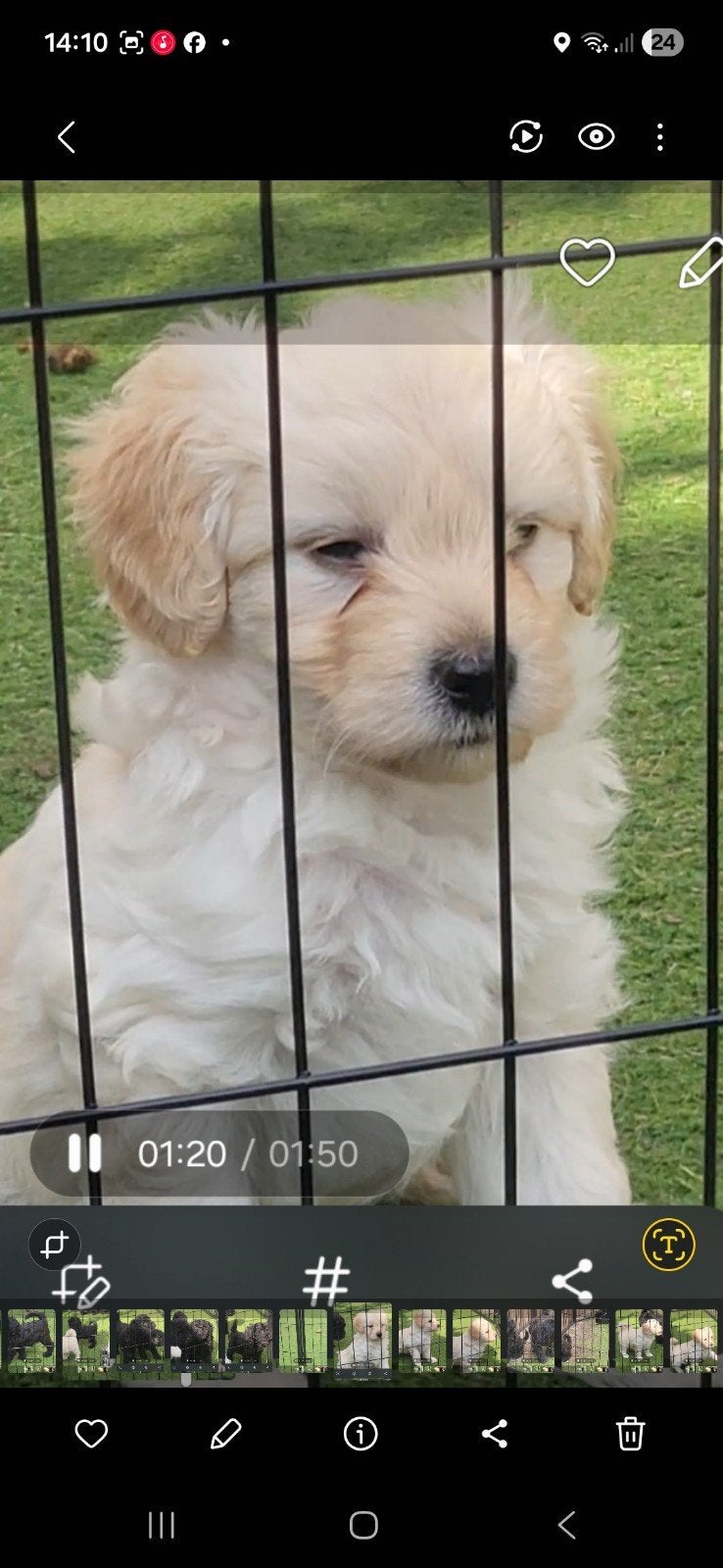 Dordoodle pups 75% poedel 25%bordercollie Uniek, Dieren en Toebehoren, 8 tot 15 weken, Meerdere, Meerdere dieren, Nederland