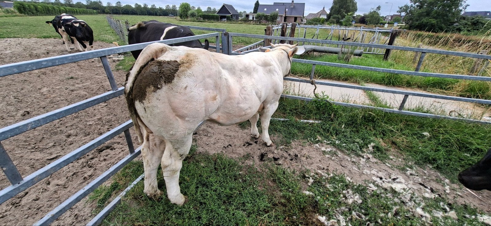 Dikbil pink Nieuwe advertentie, Dieren en Toebehoren, Runderen, Vrouwelijk