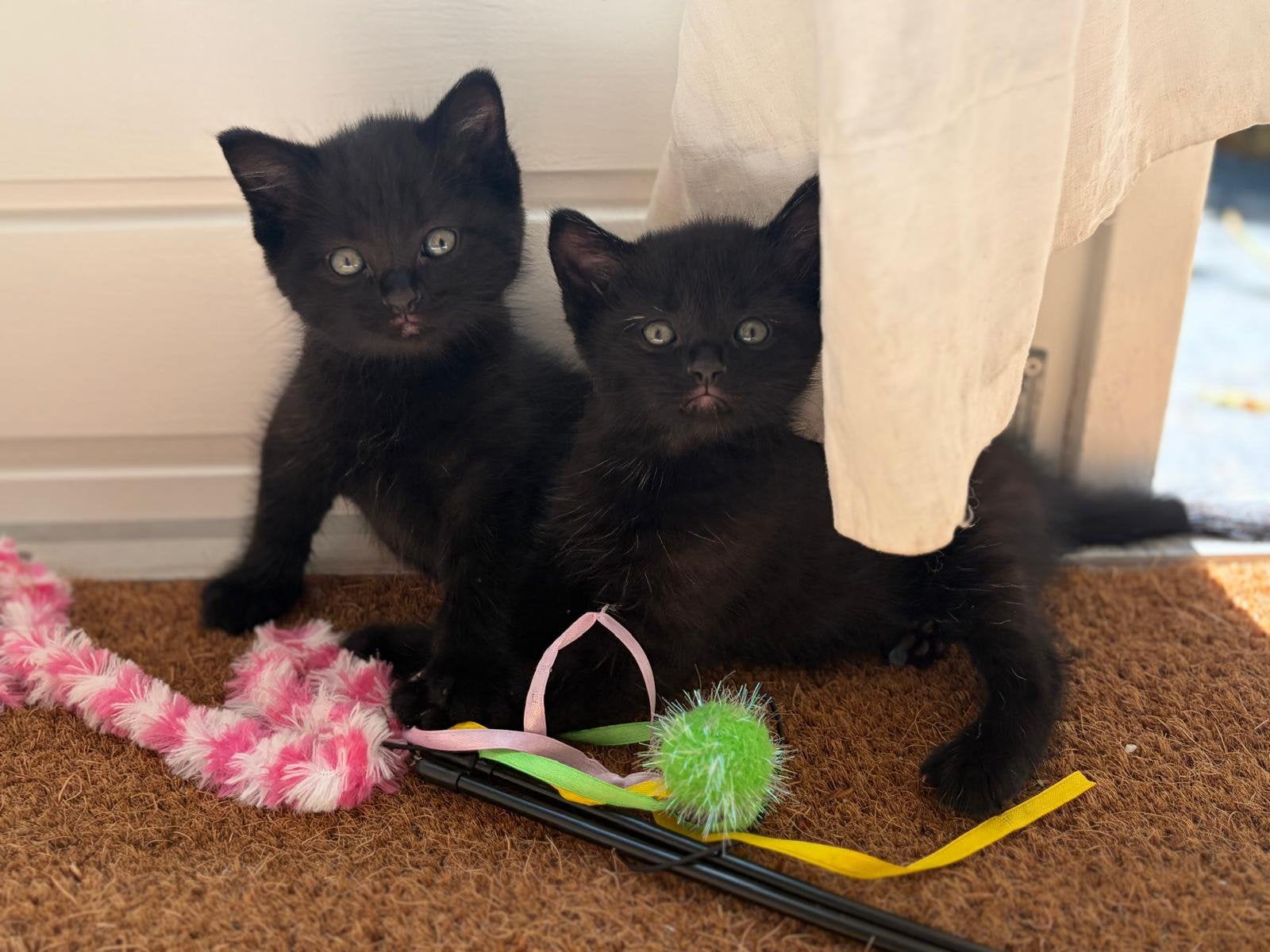 Zwarte Kittens half ragdoll, Poes, Ontwormd