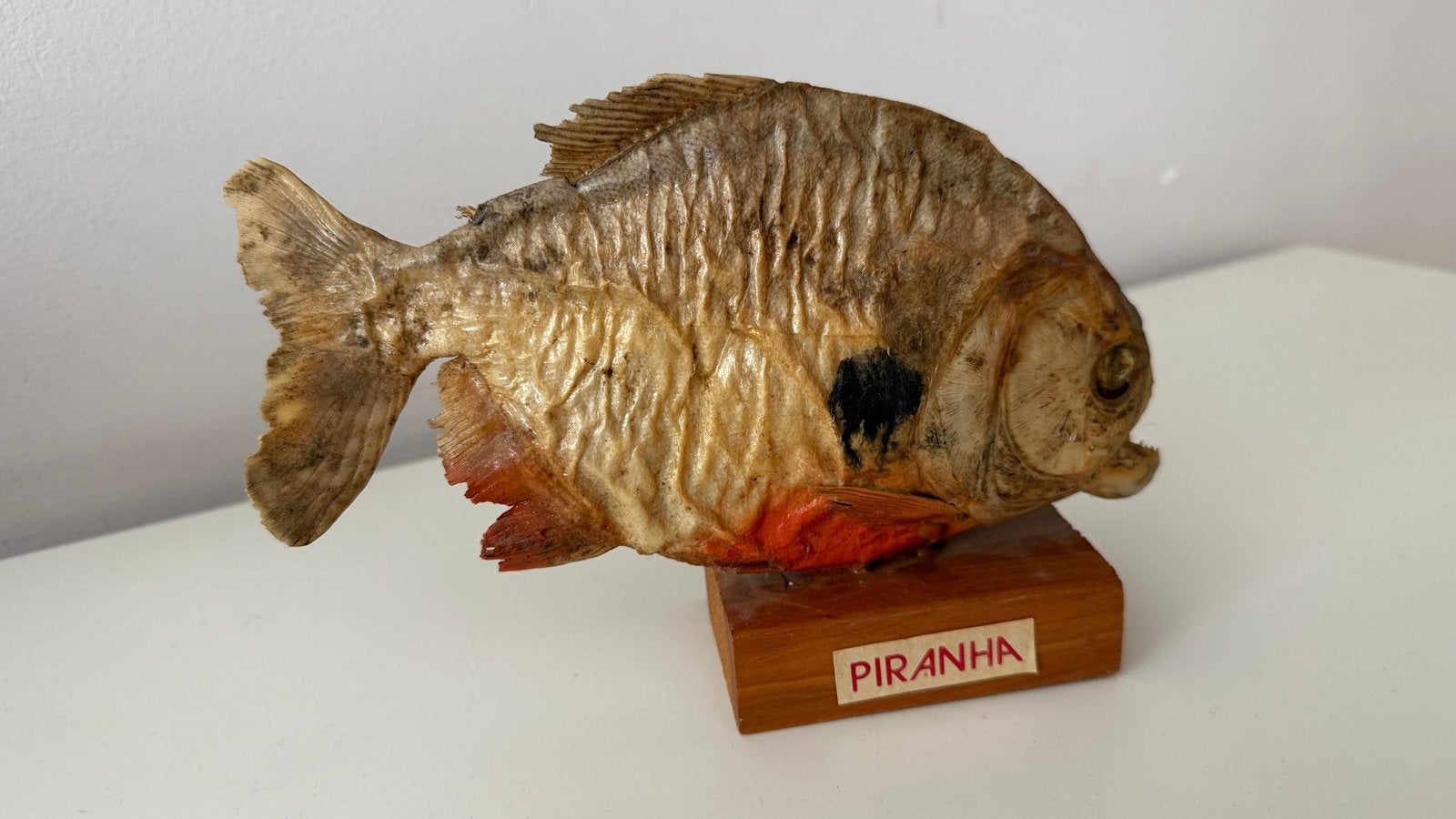 Opgezette piranha, Verzamelen, Ophalen, Gebruikt, Overige soorten, Opgezet dier