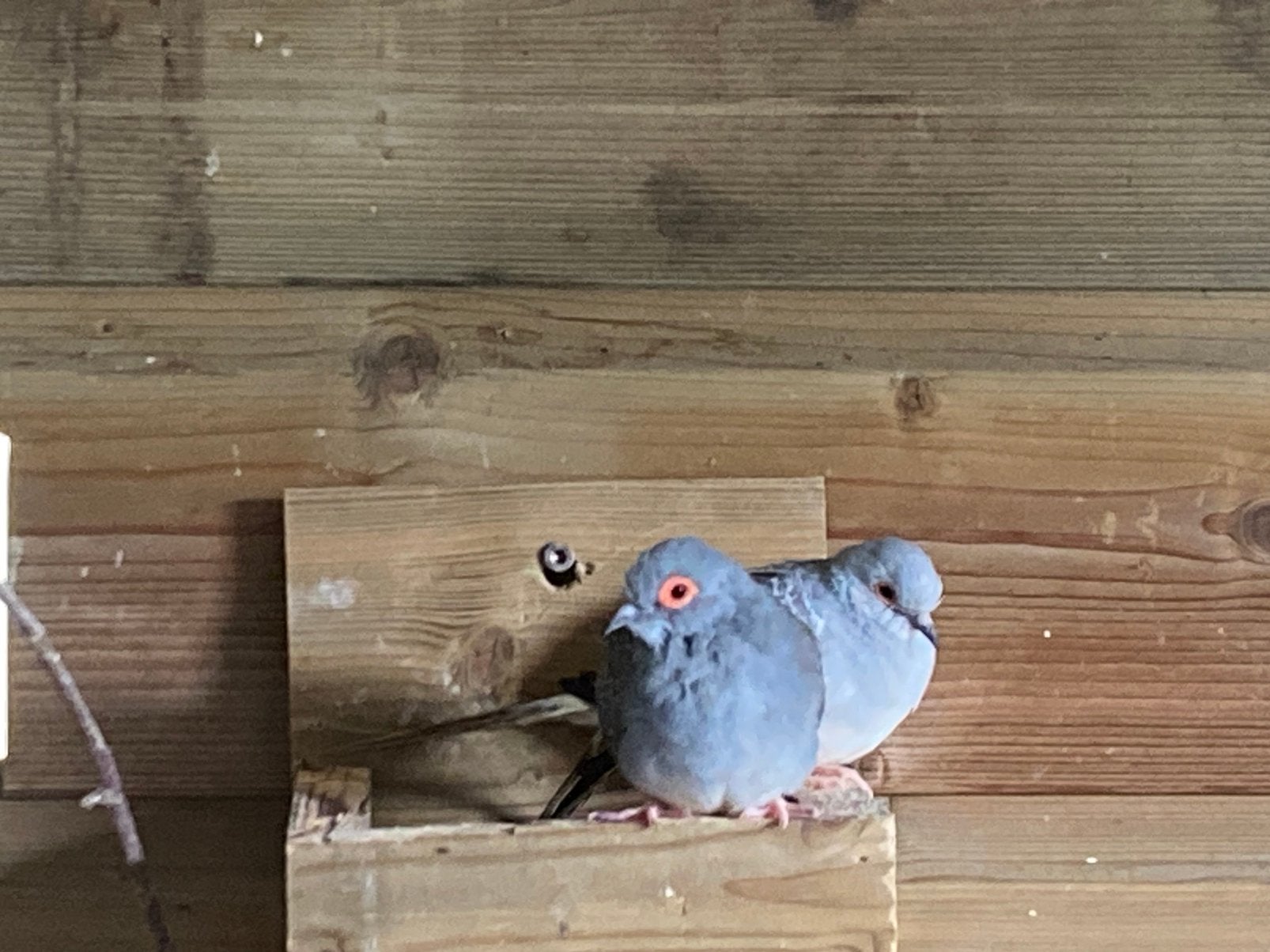 Diamant duifjes, Dieren en Toebehoren, Vogels | Overige Vogels, Mannelijk