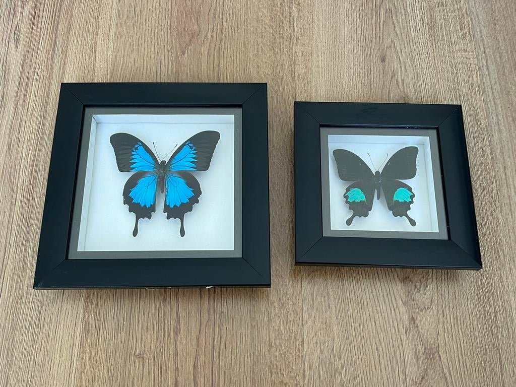 Set Geprepareerde Vlinders (Papilio Ulysses & Blumei), Ophalen, Zo goed als nieuw, Insect, Opgezet dier